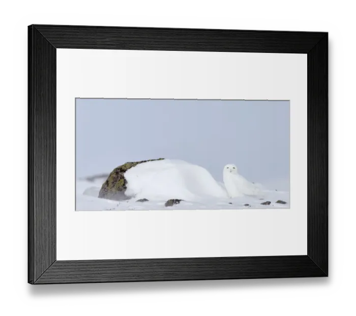 Framed Print : Snowy Owl (Nyctea scandiaca) male in snow, Utsjoki, Finland, April Framed Print : Snowy Owl (Nyctea scandiaca) male in snow, Utsjoki, Finland, April