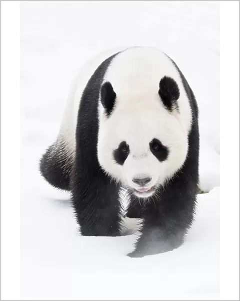RF - Giant panda (Ailuropoda melanoleuca) in snow, captive