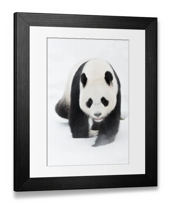 Framed Print : RF - Giant panda (Ailuropoda melanoleuca) in snow, captive Framed Print : RF - Giant panda (Ailuropoda melanoleuca) in snow, captive