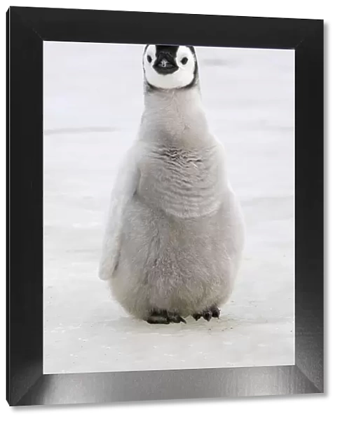 Emperor penguin (Aptenodytes forsteri), chick on ice, Snow hill Island, Antarctic