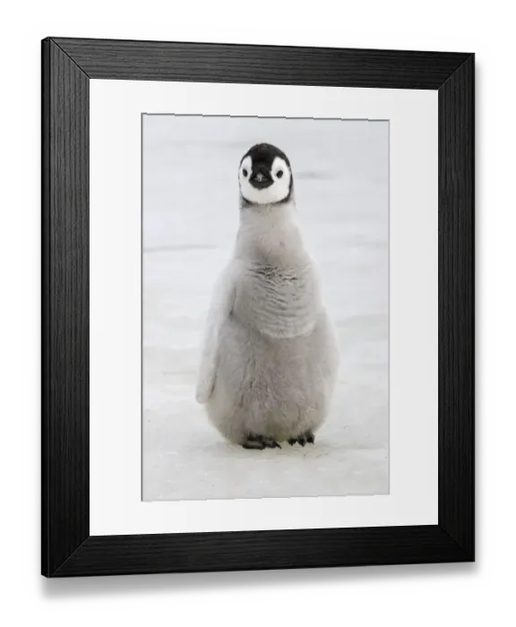 Framed Print : Emperor penguin (Aptenodytes forsteri), chick on ice, Snow hill Island, Antarctic Framed Print : Emperor penguin (Aptenodytes forsteri), chick on ice, Snow hill Island, Antarctic