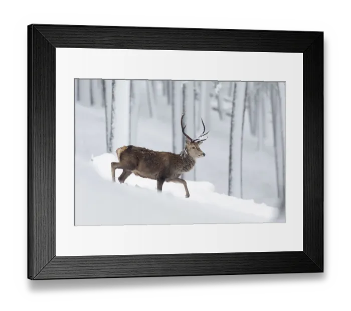 Framed Print : Red deer (Cervus elaphus) stag walking in snow covered pine forest, Cairngorms, Scotland Framed Print : Red deer (Cervus elaphus) stag walking in snow covered pine forest, Cairngorms, Scotland