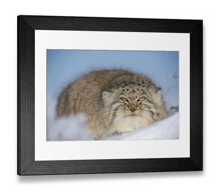 Framed Print : Pallass cat (Otocolobus manul) in snow, Gobi Desert, Mongolia. December Framed Print : Pallass cat (Otocolobus manul) in snow, Gobi Desert, Mongolia. December