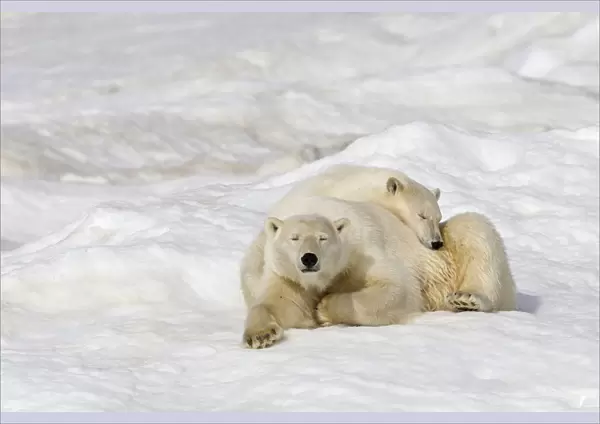 Polar bear (Ursus maritimus) female with young, age one year and a half, resting on the ice