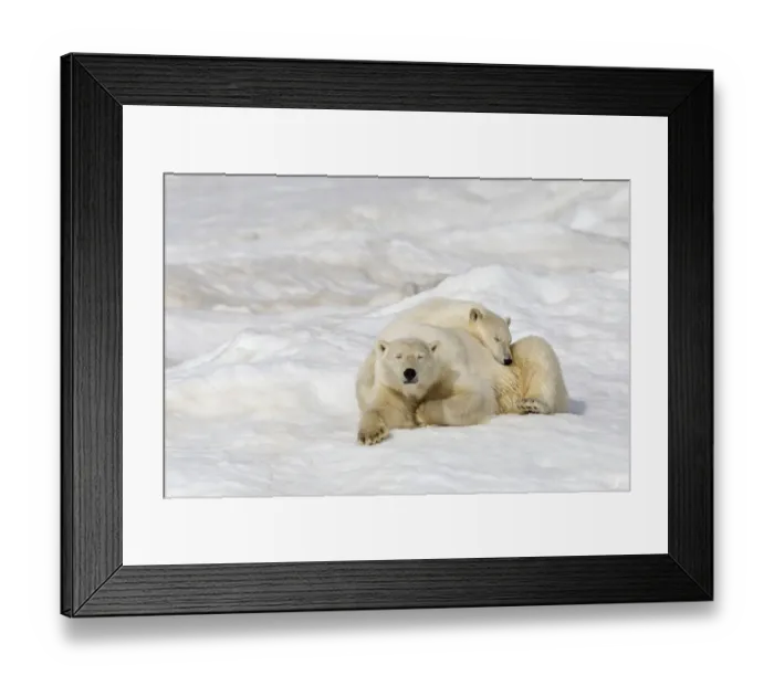 Framed Print : Polar bear (Ursus maritimus) female with young, age one year and a half, resting on the ice Framed Print : Polar bear (Ursus maritimus) female with young, age one year and a half, resting on the ice