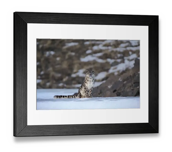 Framed Print : Snow leopard (Uncia uncia) Altai Mountains, Mongolia. March Framed Print : Snow leopard (Uncia uncia) Altai Mountains, Mongolia. March