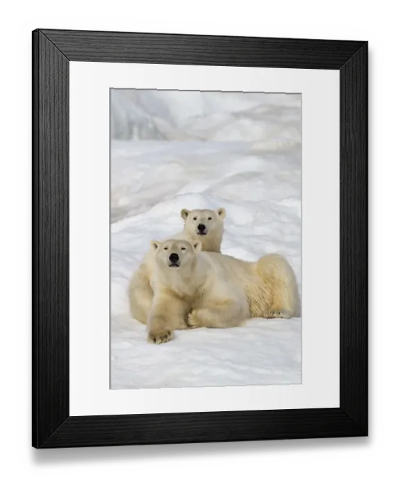 Framed Print : Polar bear (Ursus maritimus) female with juvenile, age one year and a half, Wrangel Island Framed Print : Polar bear (Ursus maritimus) female with juvenile, age one year and a half, Wrangel Island