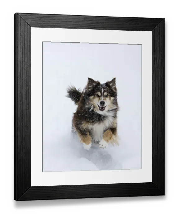 Framed Print : Female red tricolor Australian shepherd dog running in snow, Longmont, Colorado, USA Framed Print : Female red tricolor Australian shepherd dog running in snow, Longmont, Colorado, USA