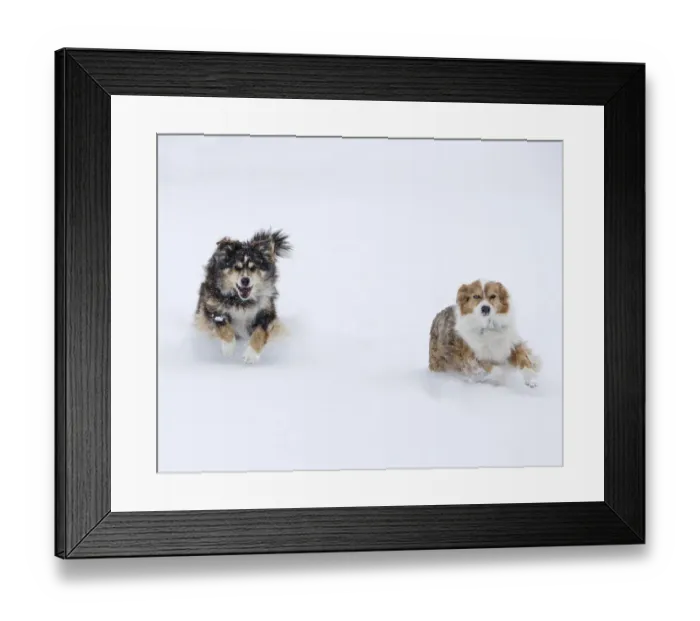 Framed Print : Female Red Merle and Red Tricolor Australian Shepherd dogs running in snow, Longmont Framed Print : Female Red Merle and Red Tricolor Australian Shepherd dogs running in snow, Longmont