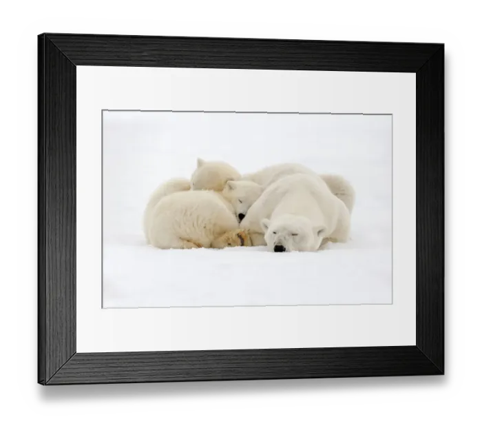 Framed Print : RF - Polar Bear (Ursus maritimus), female resting, with two cubs along a barrier Framed Print : RF - Polar Bear (Ursus maritimus), female resting, with two cubs along a barrier