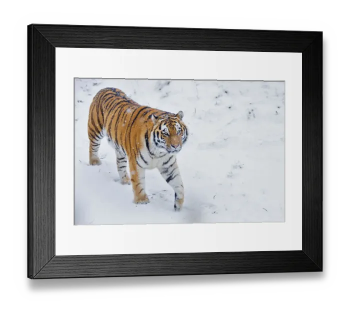 Framed Print : RF - Siberian tiger (Panthera tigris altaica) in snow, captive Framed Print : RF - Siberian tiger (Panthera tigris altaica) in snow, captive