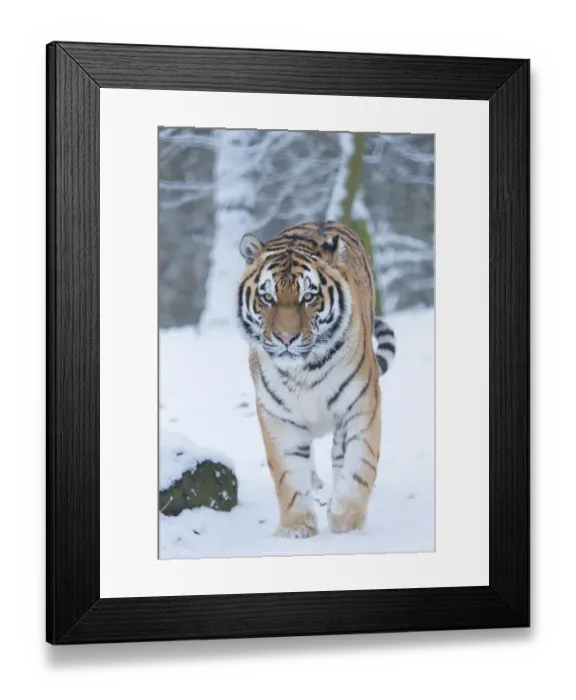 Framed Print : Siberian tiger (Panthera tigris altaica) in snow, captive Framed Print : Siberian tiger (Panthera tigris altaica) in snow, captive