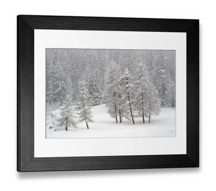 Framed Print : RF- Alpine landscape with snow covered trees. Gran Paradiso National Park, Italy, March Framed Print : RF- Alpine landscape with snow covered trees. Gran Paradiso National Park, Italy, March