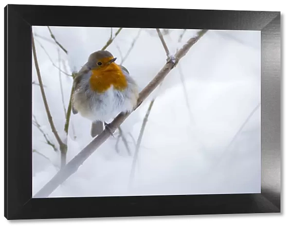 Robin (Erithacus rubecula) in the snow, Broxwater, Cornwall, UK. March