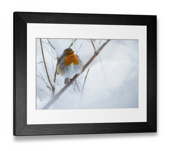 Framed Print : Robin (Erithacus rubecula) in the snow, Broxwater, Cornwall, UK. March Framed Print : Robin (Erithacus rubecula) in the snow, Broxwater, Cornwall, UK. March