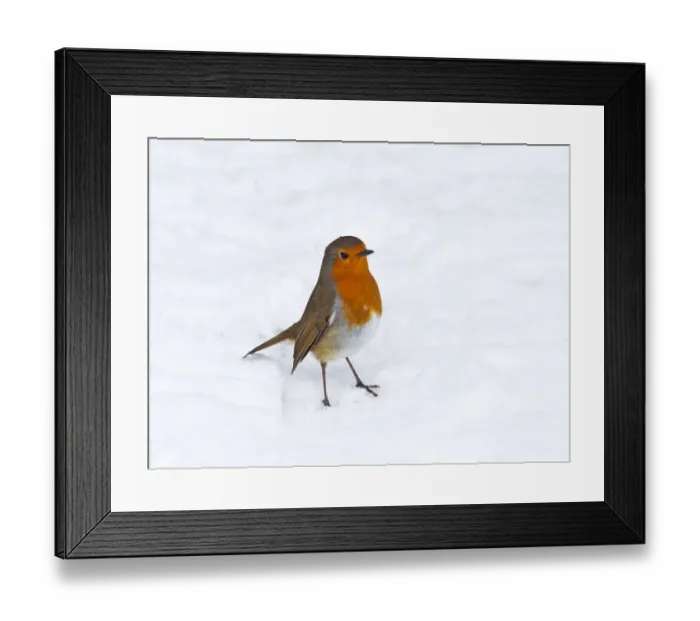 Framed Print : Robin (Erithacus rubecula) in snow, Norfolk, England, UK, February Framed Print : Robin (Erithacus rubecula) in snow, Norfolk, England, UK, February