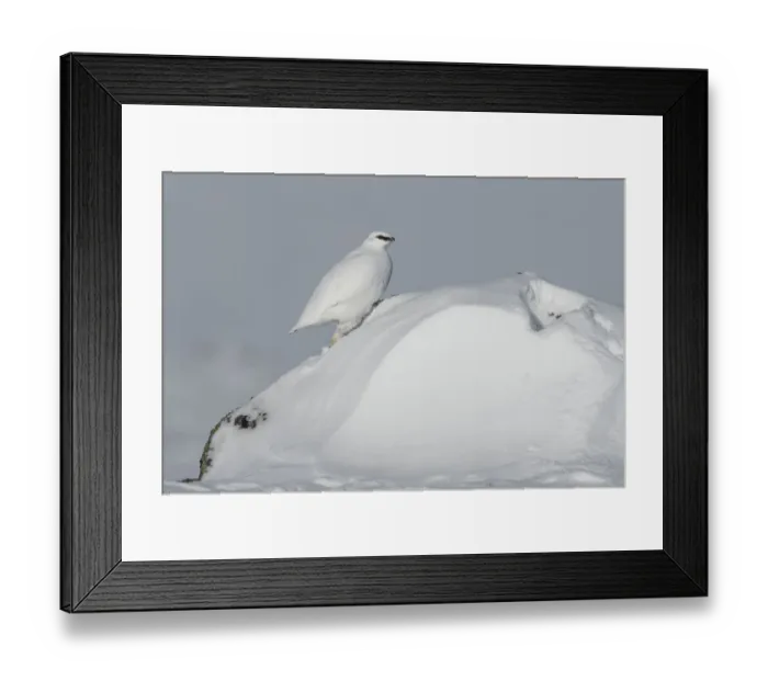 Framed Print : Rock ptarmigan (Lagopus muta) male on snow drift, Taymyr Peninsula, Siberia, Russia Framed Print : Rock ptarmigan (Lagopus muta) male on snow drift, Taymyr Peninsula, Siberia, Russia