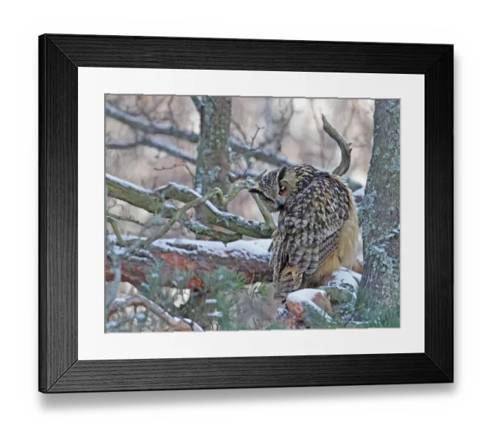 Framed Print : Eagle Owl (Bubo bubo) looking backwards perched in tree in snow, Helsinki, Finland Framed Print : Eagle Owl (Bubo bubo) looking backwards perched in tree in snow, Helsinki, Finland
