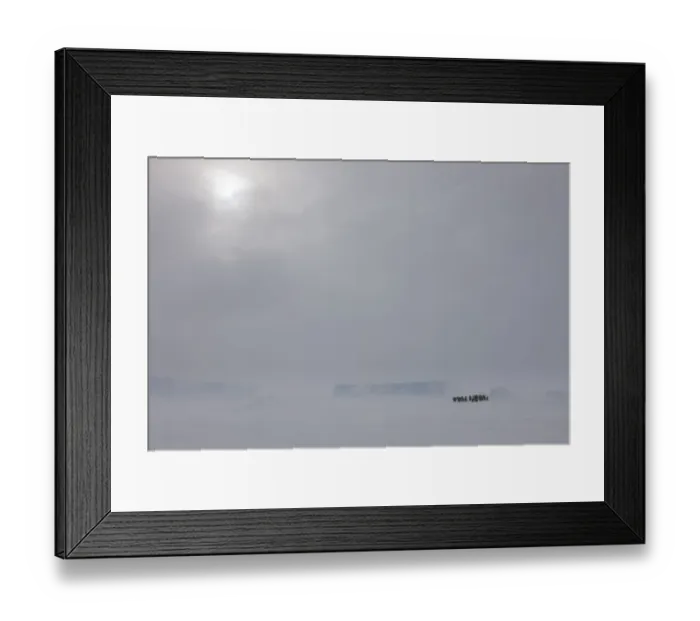 Framed Print : Emperor penguins (Aptenodytes forsteri) in blizzard near Snow Hill Island colony in Weddell Sea Framed Print : Emperor penguins (Aptenodytes forsteri) in blizzard near Snow Hill Island colony in Weddell Sea