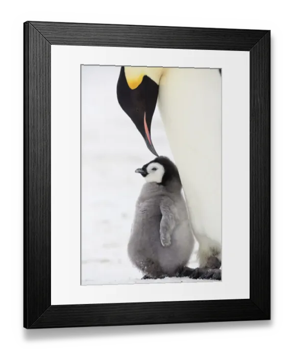 Framed Print : Emperor penguin (Aptenodytes forsteri) feeding chick, Weddell Sea, Antarctica Framed Print : Emperor penguin (Aptenodytes forsteri) feeding chick, Weddell Sea, Antarctica