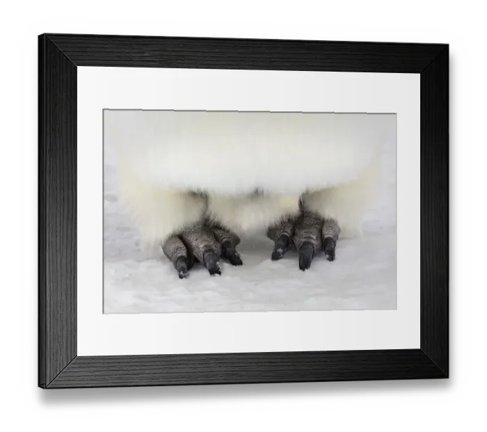 Framed Print : Emperor penguin (Aptenodytes forsteri) close up of feet, Gould Bay, Weddell Sea Framed Print : Emperor penguin (Aptenodytes forsteri) close up of feet, Gould Bay, Weddell Sea