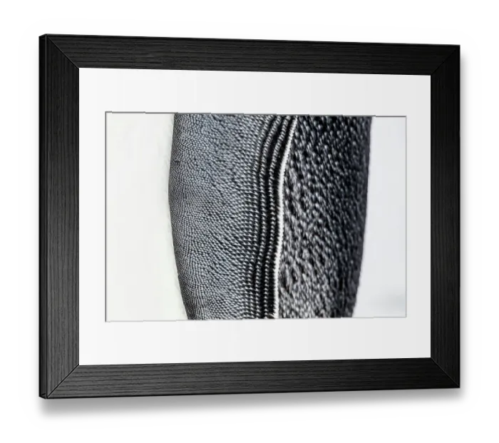 Framed Print : Close up of the wing of an Emperor penguin (Aptenodytes forsteri), Gould Bay, Weddell Sea, Antarctica Framed Print : Close up of the wing of an Emperor penguin (Aptenodytes forsteri), Gould Bay, Weddell Sea, Antarctica