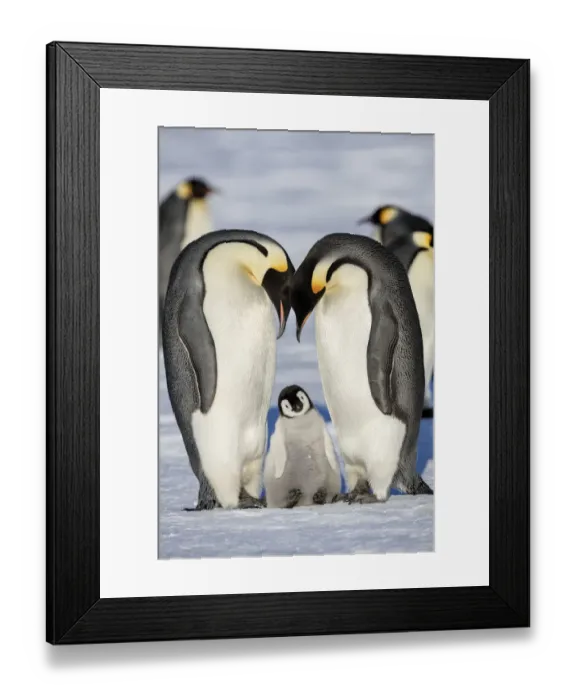 Framed Print : Emperor penguin (Aptenodytes forsteri) two adults with young chick, Gould Bay, Weddell Sea Framed Print : Emperor penguin (Aptenodytes forsteri) two adults with young chick, Gould Bay, Weddell Sea