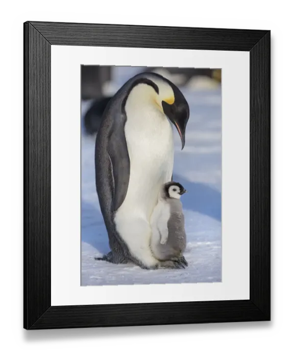 Framed Print : Emperor penguin (Aptenodytes forsteri) adult with chick, Gould Bay, Weddell Sea
