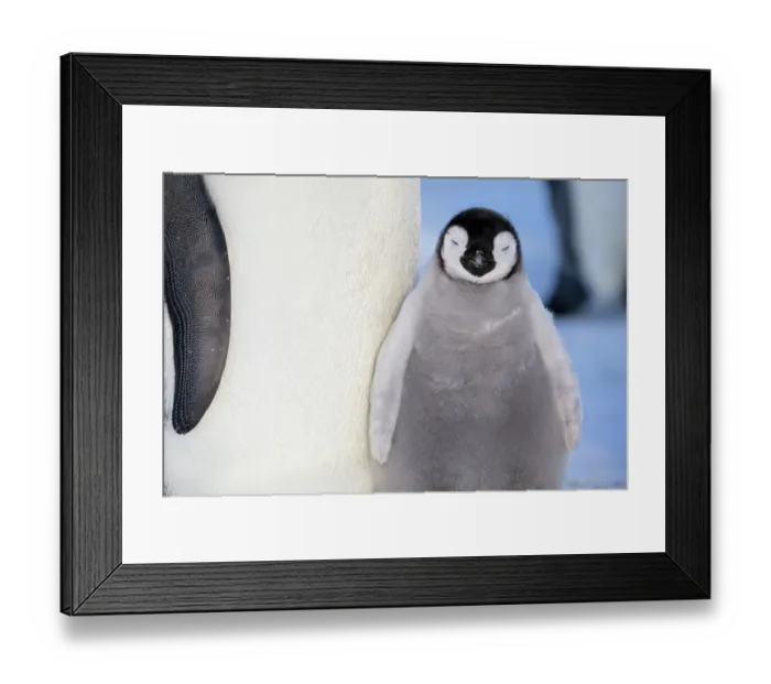Framed Print : Emperor penguin (Aptenodytes forsteri) young chick, Gould Bay, Weddell Sea, Antarctica Framed Print : Emperor penguin (Aptenodytes forsteri) young chick, Gould Bay, Weddell Sea, Antarctica
