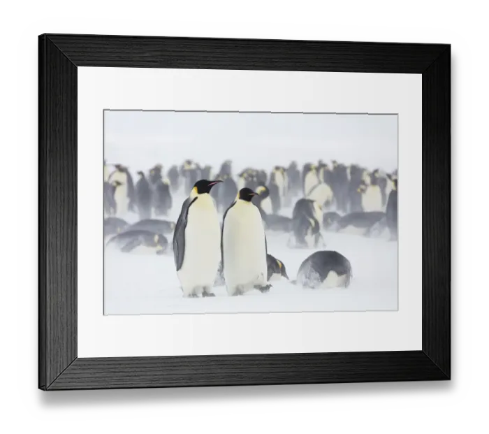Framed Print : Emperor penguin (Aptenodytes forsteri) colony in blowing snow and overcast conditions Framed Print : Emperor penguin (Aptenodytes forsteri) colony in blowing snow and overcast conditions