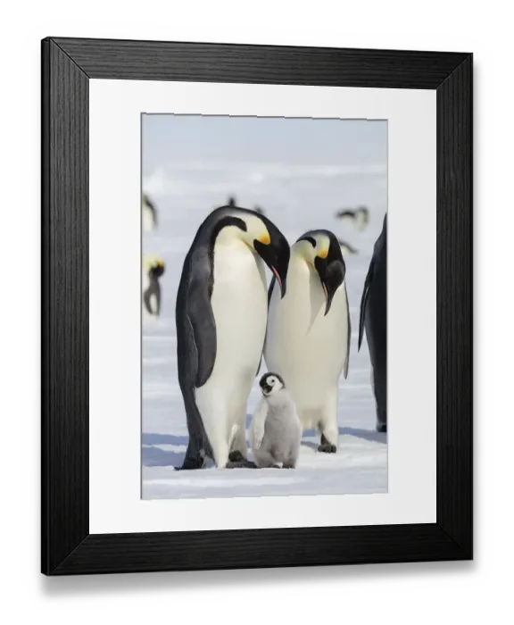 Framed Print : Emperor penguin (Aptenodytes forsteri) two adults with young chick, Gould Bay, Weddell Sea Framed Print : Emperor penguin (Aptenodytes forsteri) two adults with young chick, Gould Bay, Weddell Sea