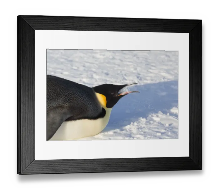 Framed Print : Emperor penguin (Aptenodytes forsteri) eating snow to cool down. Gould Bay, Weddell Sea Framed Print : Emperor penguin (Aptenodytes forsteri) eating snow to cool down. Gould Bay, Weddell Sea