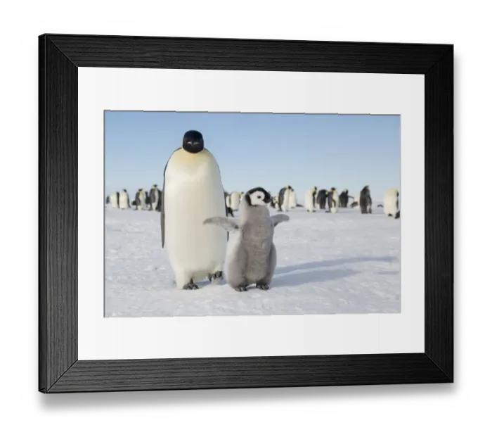 Framed Print : Emperor penguin (Aptenodytes forsteri) chick stretching wings, Gould Bay, Weddell Sea Framed Print : Emperor penguin (Aptenodytes forsteri) chick stretching wings, Gould Bay, Weddell Sea