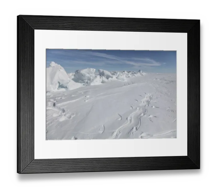 Framed Print : Emperor penguins (Aptenodytes forsteri) tracks from tobogganing, Antarctica Framed Print : Emperor penguins (Aptenodytes forsteri) tracks from tobogganing, Antarctica