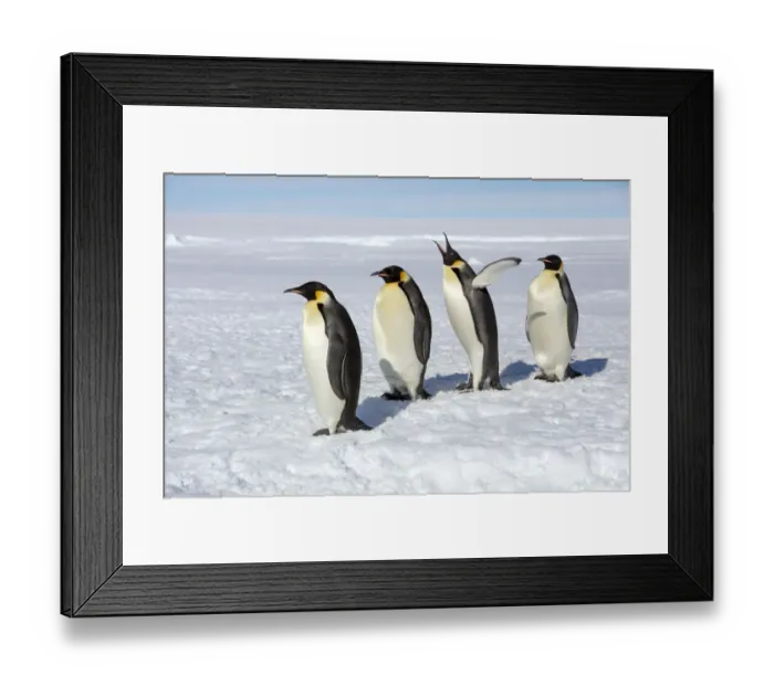 Framed Print : Emperor penguins (Aptenodytes forsteri) four adult penguins stand in row waiting
