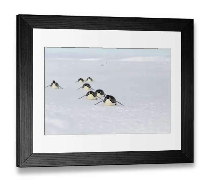 Framed Print : Emperor penguins (Aptenodytes forsteri) adult penguins tobogganing along on their Framed Print : Emperor penguins (Aptenodytes forsteri) adult penguins tobogganing along on their