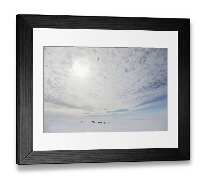 Framed Print : Emperor penguin (Aptenodytes forsteri) adult penguins tobagganing along on their Framed Print : Emperor penguin (Aptenodytes forsteri) adult penguins tobagganing along on their
