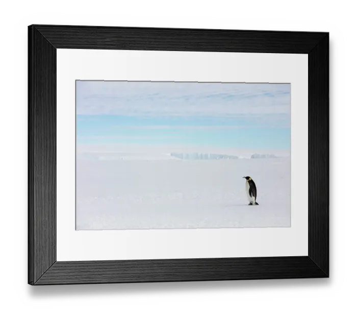 Framed Print : Emperor penguin (Aptenodytes forsteri) walking, Gould Bay, Weddell Sea, Antarctica Framed Print : Emperor penguin (Aptenodytes forsteri) walking, Gould Bay, Weddell Sea, Antarctica