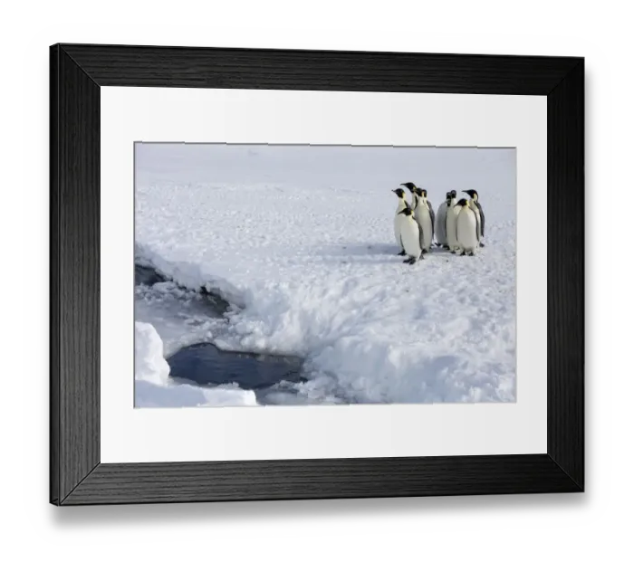 Framed Print : Emperor penguin (Aptenodytes forsteri) huddled up, waiting to go into sea, Gould Bay Framed Print : Emperor penguin (Aptenodytes forsteri) huddled up, waiting to go into sea, Gould Bay