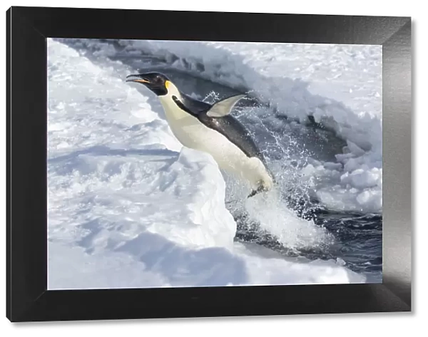 Emperor penguin (Aptenodytes forsteri) leaping out of the sea, Gould Bay, Weddell Sea