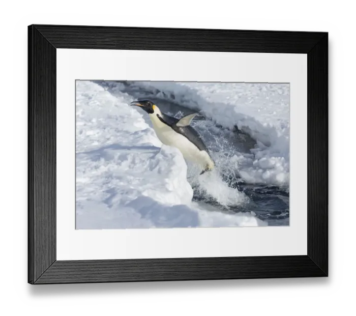 Framed Print : Emperor penguin (Aptenodytes forsteri) leaping out of the sea, Gould Bay, Weddell Sea Framed Print : Emperor penguin (Aptenodytes forsteri) leaping out of the sea, Gould Bay, Weddell Sea
