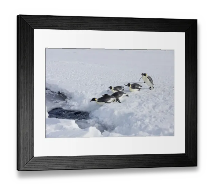 Framed Print : Emperor penguins (Aptenodytes forsteri) entering the sea, Gould Bay, Weddell Sea Framed Print : Emperor penguins (Aptenodytes forsteri) entering the sea, Gould Bay, Weddell Sea