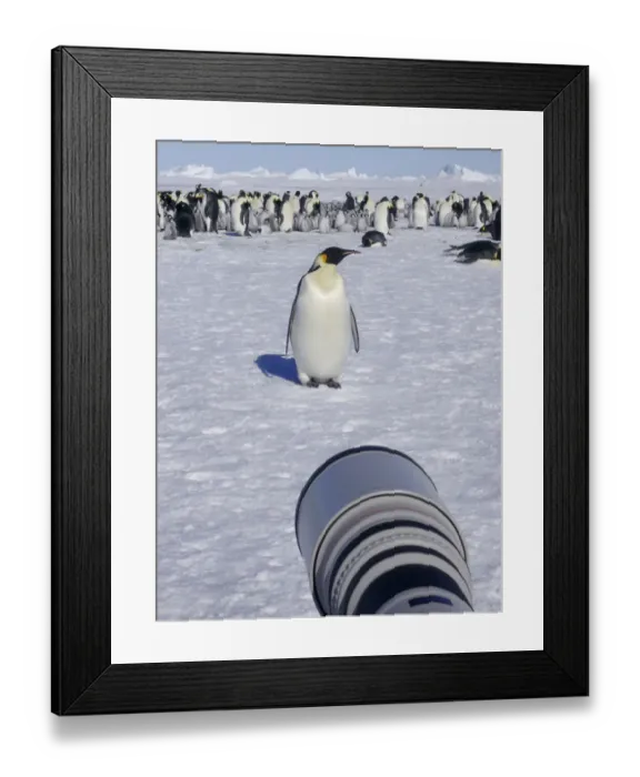 Framed Print : Canon camera long lens of wildlife photographer Sue Flood (out of shot) photographing Framed Print : Canon camera long lens of wildlife photographer Sue Flood (out of shot) photographing