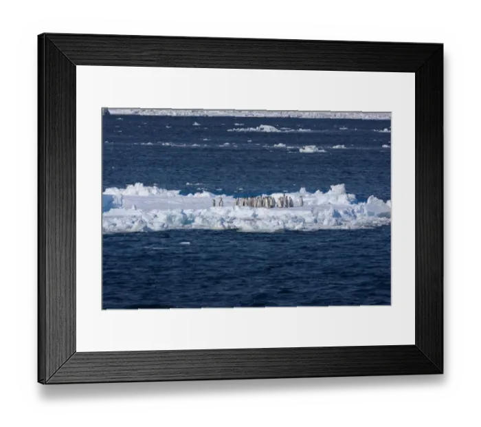 Framed Print : Emperor penguin (Aptenodytes forsteri) moulting chicks on ice floe, Ross Sea, Antarctica Framed Print : Emperor penguin (Aptenodytes forsteri) moulting chicks on ice floe, Ross Sea, Antarctica