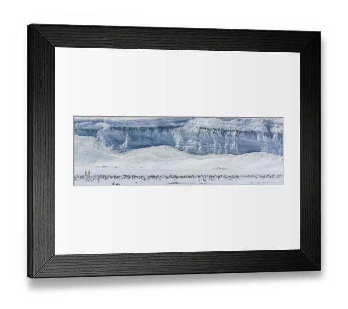 Framed Print : Tourists from Quark Expeditions trip in yellow jackets walking near Emperor penguin Framed Print : Tourists from Quark Expeditions trip in yellow jackets walking near Emperor penguin