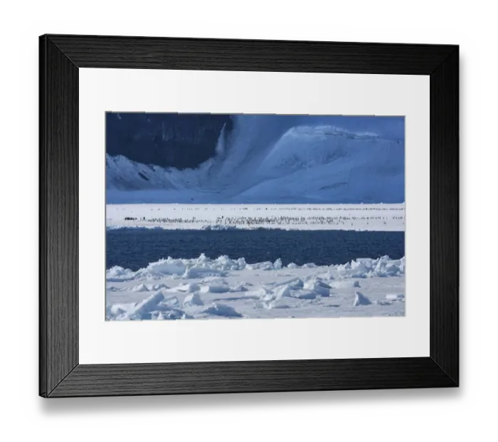 Framed Print : Emperor penguin (Aptenodytes forsteri) chicks on sea ice Framed Print : Emperor penguin (Aptenodytes forsteri) chicks on sea ice