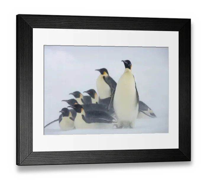 Framed Print : Emperor penguins (Aptenodytes forsteri) huddle together in snow storm near Snow Hill Island colony Framed Print : Emperor penguins (Aptenodytes forsteri) huddle together in snow storm near Snow Hill Island colony