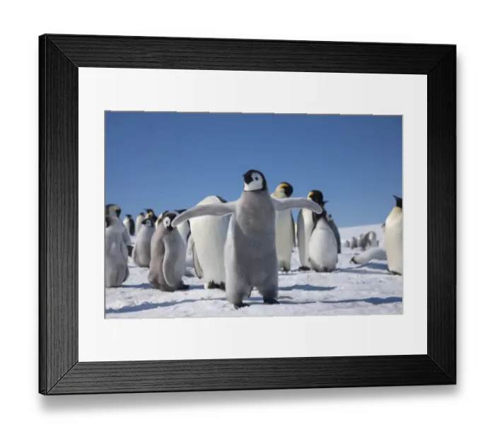 Framed Print : Emperor penguin (Aptenodytes forsteri) chick flapping wings, Snow Hill Island rookery