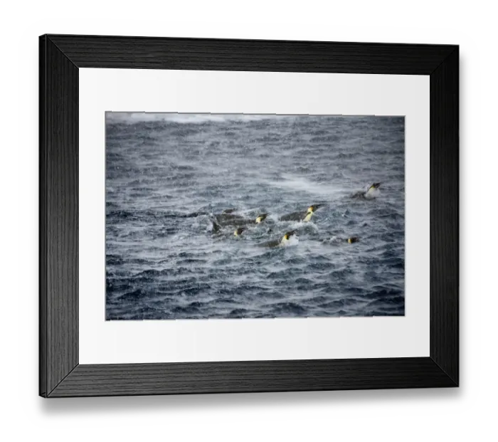 Framed Print : Emperor penguins (Aptenodytes forsteri) swimming in snow storm near Snow Hill Island colony Framed Print : Emperor penguins (Aptenodytes forsteri) swimming in snow storm near Snow Hill Island colony