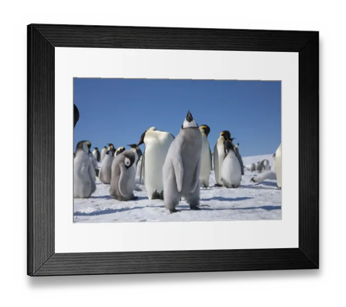 Framed Print : Emperor penguin chick flapping its wings (3 of 3) at Snow Hill Island rookery, Weddell Sea Framed Print : Emperor penguin chick flapping its wings (3 of 3) at Snow Hill Island rookery, Weddell Sea